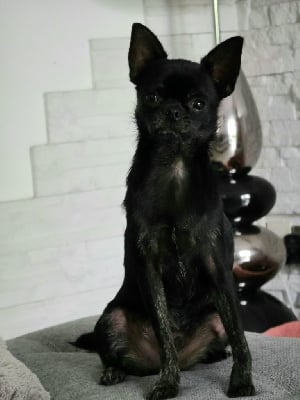 Les chiots de Chihuahua