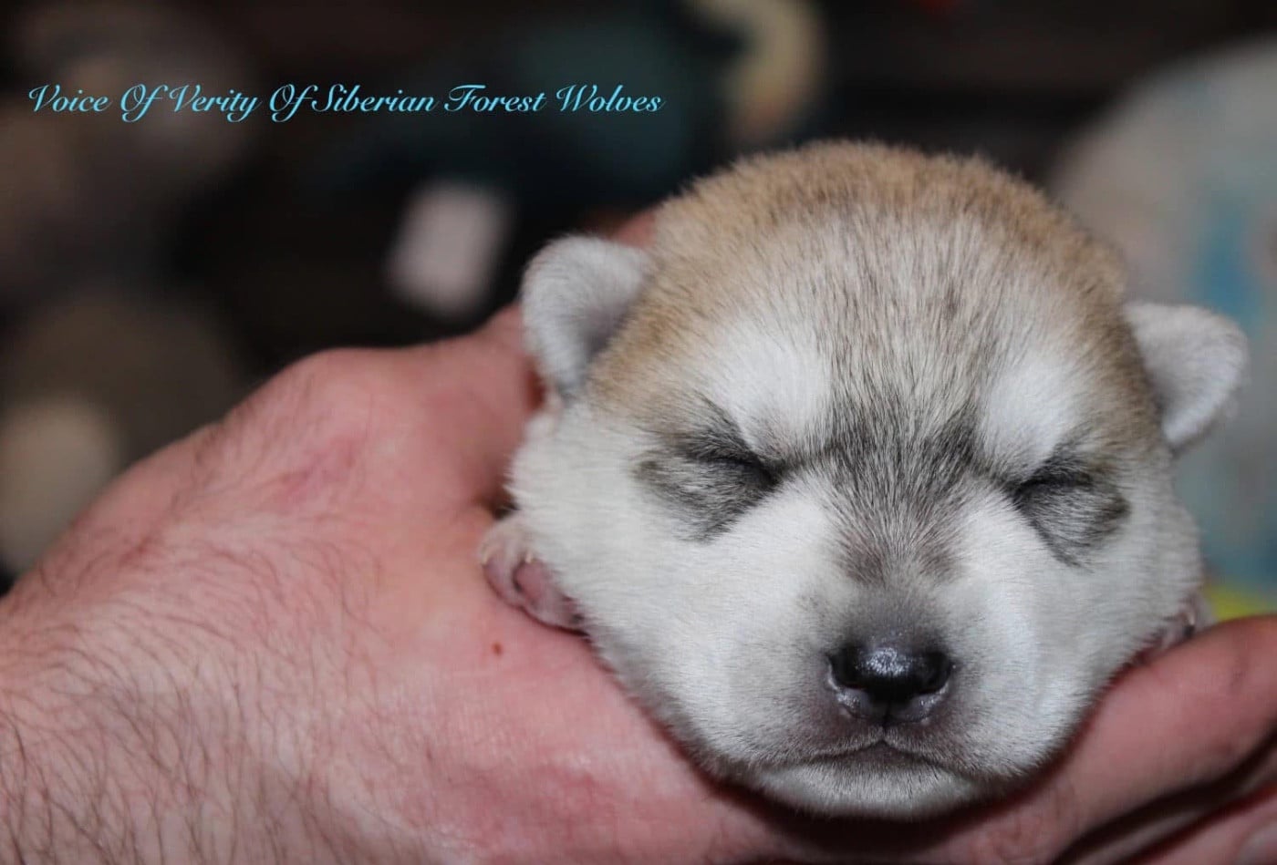 Publication : Of Siberian Forest Wolves