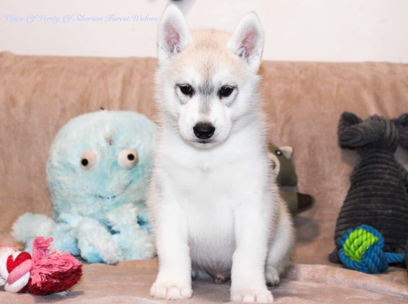 Publication : Of Siberian Forest Wolves