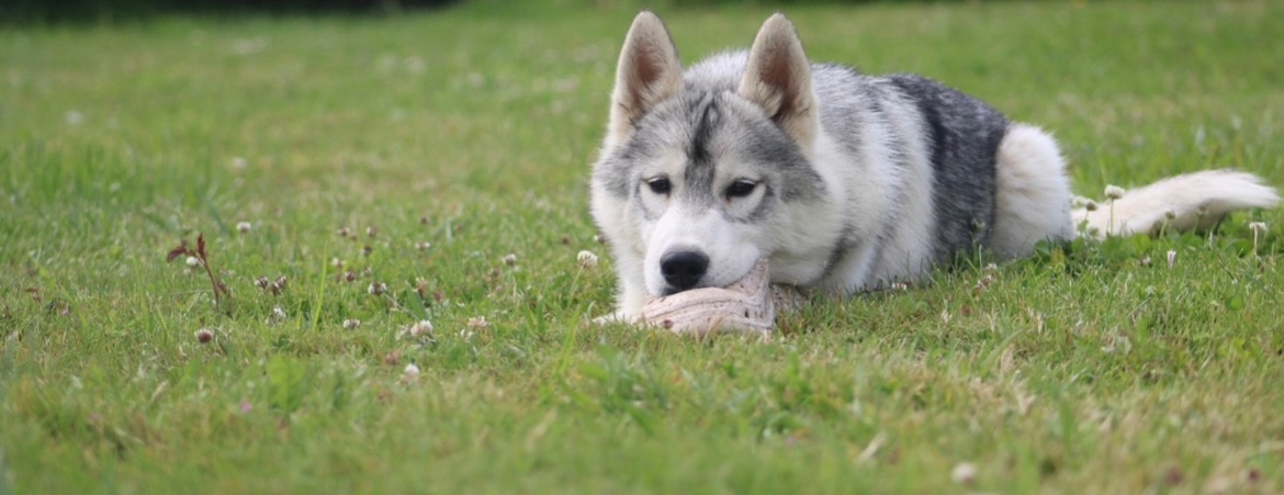 Publication : Of Siberian Forest Wolves