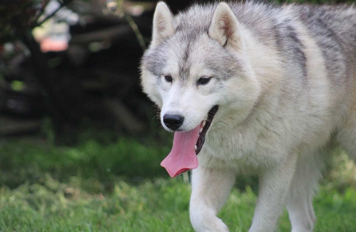 Publication : Of Siberian Forest Wolves