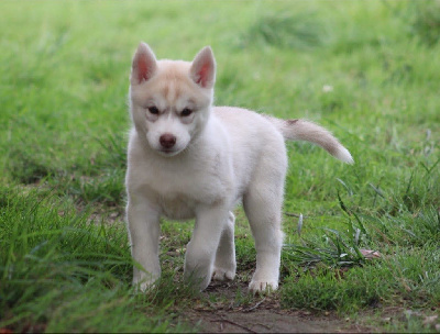 Les chiots de Siberian Husky