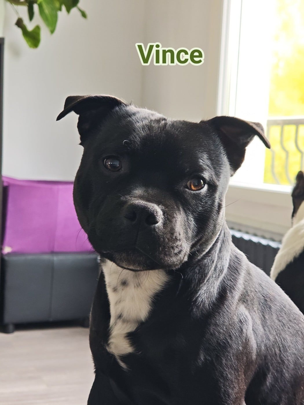 Vince Du Castel Des Petits Coeurs