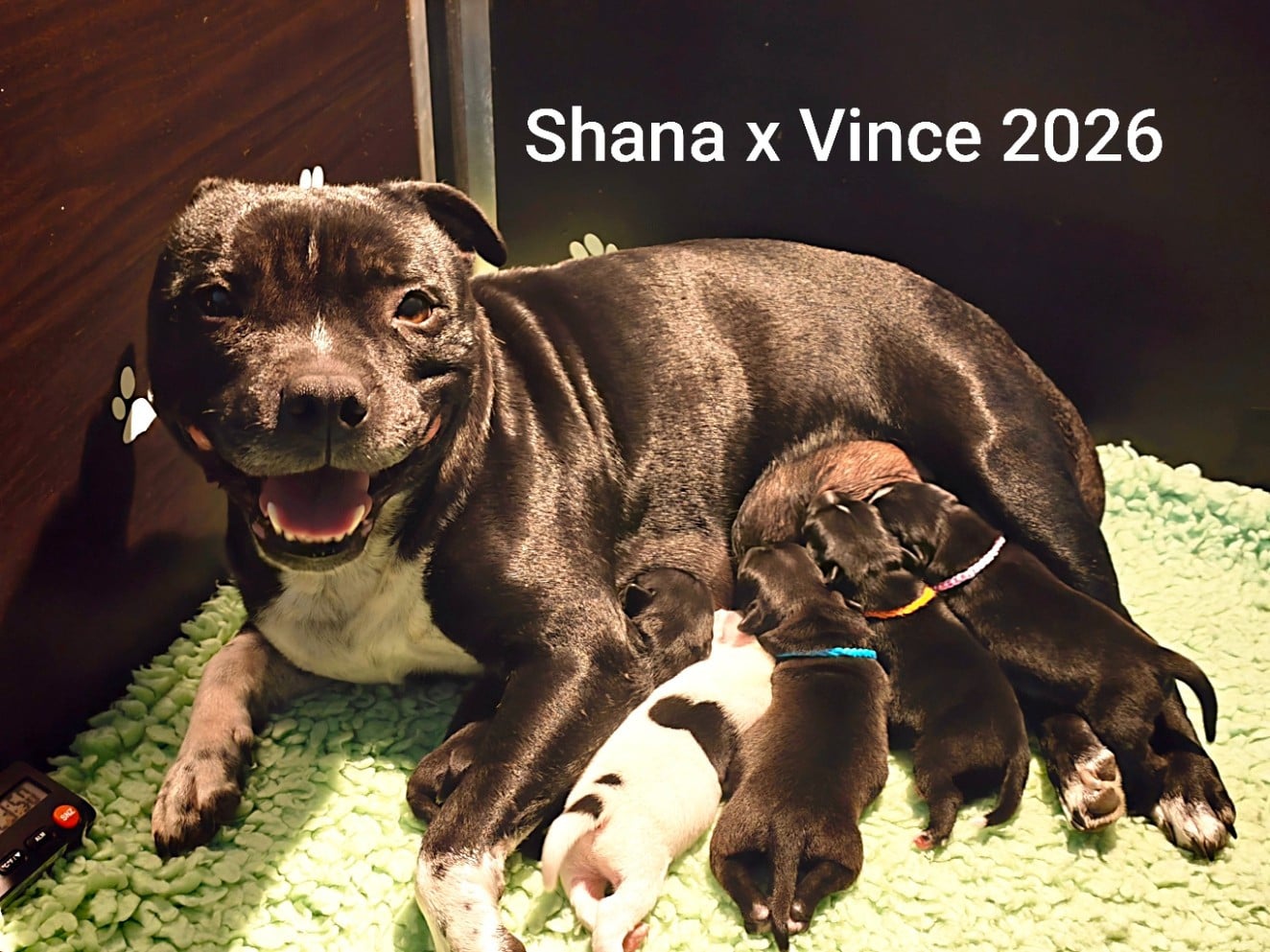 Chiot Staffordshire Bull Terrier
