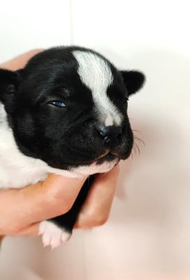 Les chiots de Staffordshire Bull Terrier