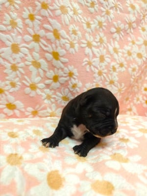 Les chiots de Staffordshire Bull Terrier