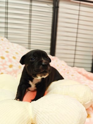 Les chiots de Staffordshire Bull Terrier
