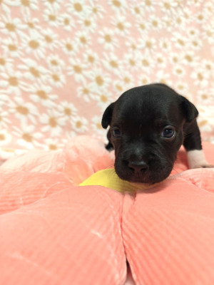 Les chiots de Staffordshire Bull Terrier