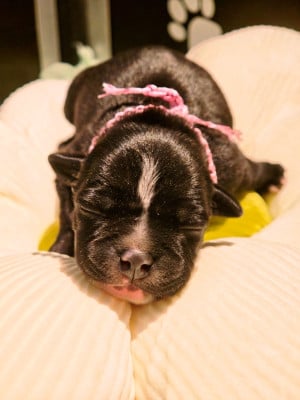 Les chiots de Staffordshire Bull Terrier