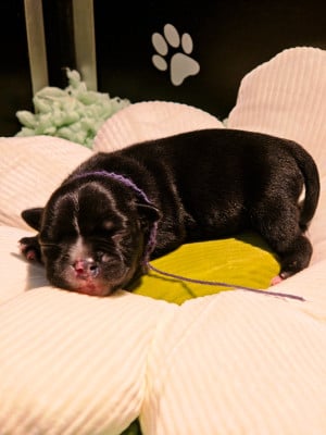 Les chiots de Staffordshire Bull Terrier