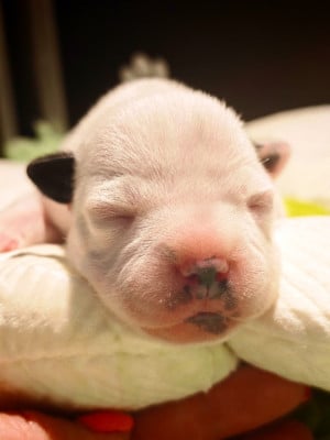 Les chiots de Staffordshire Bull Terrier