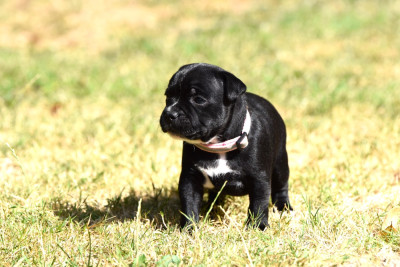 Les chiots de Staffordshire Bull Terrier