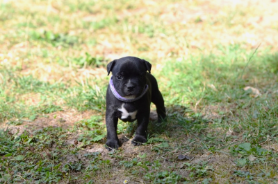 Les chiots de Staffordshire Bull Terrier