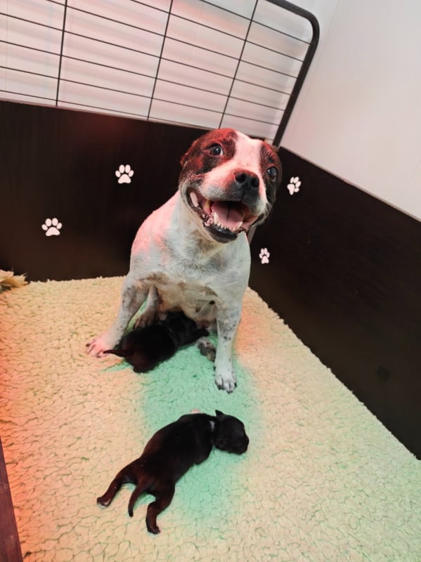 Staffordshire Bull Terrier - The Black Of Mila