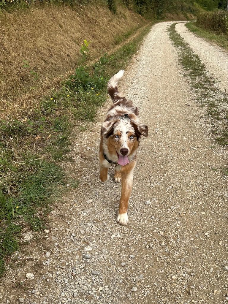 Sienne Des Highlands Du Sud