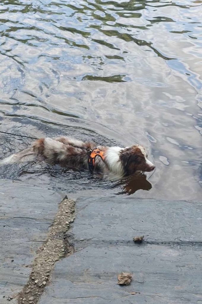 Publication : Des Highlands Du Sud