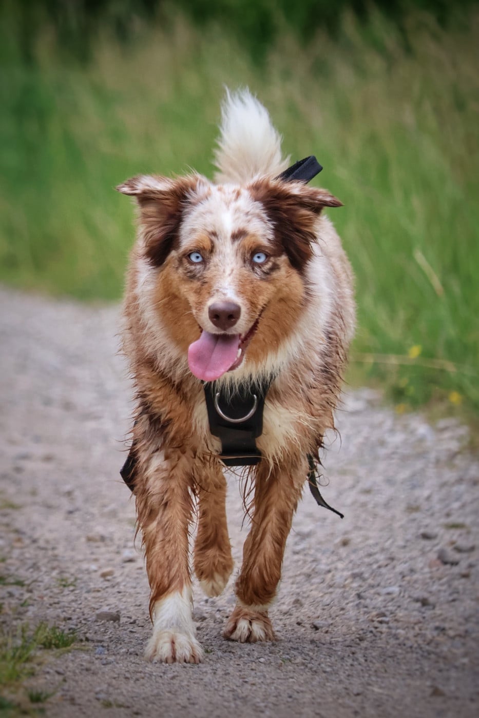 Sienne Des Highlands Du Sud