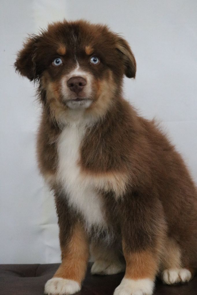 Seïko Des Highlands Du Sud