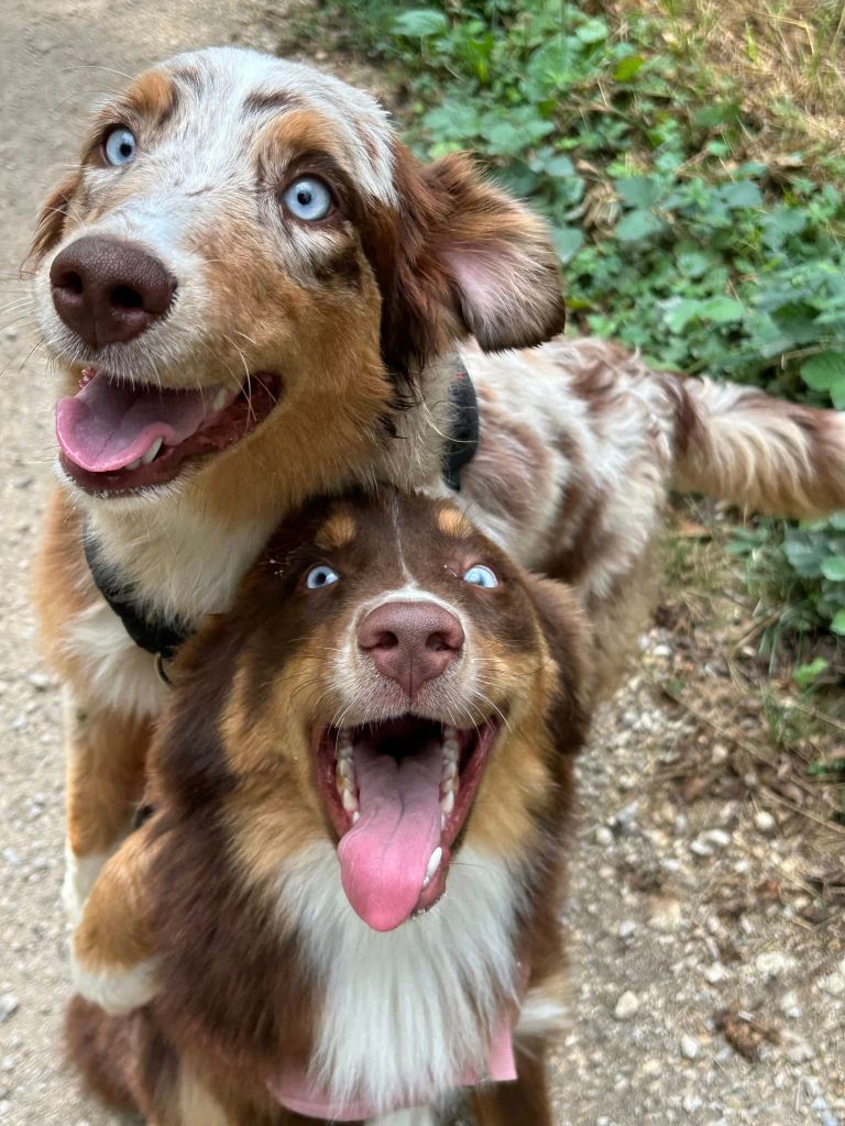 Sienne Des Highlands Du Sud