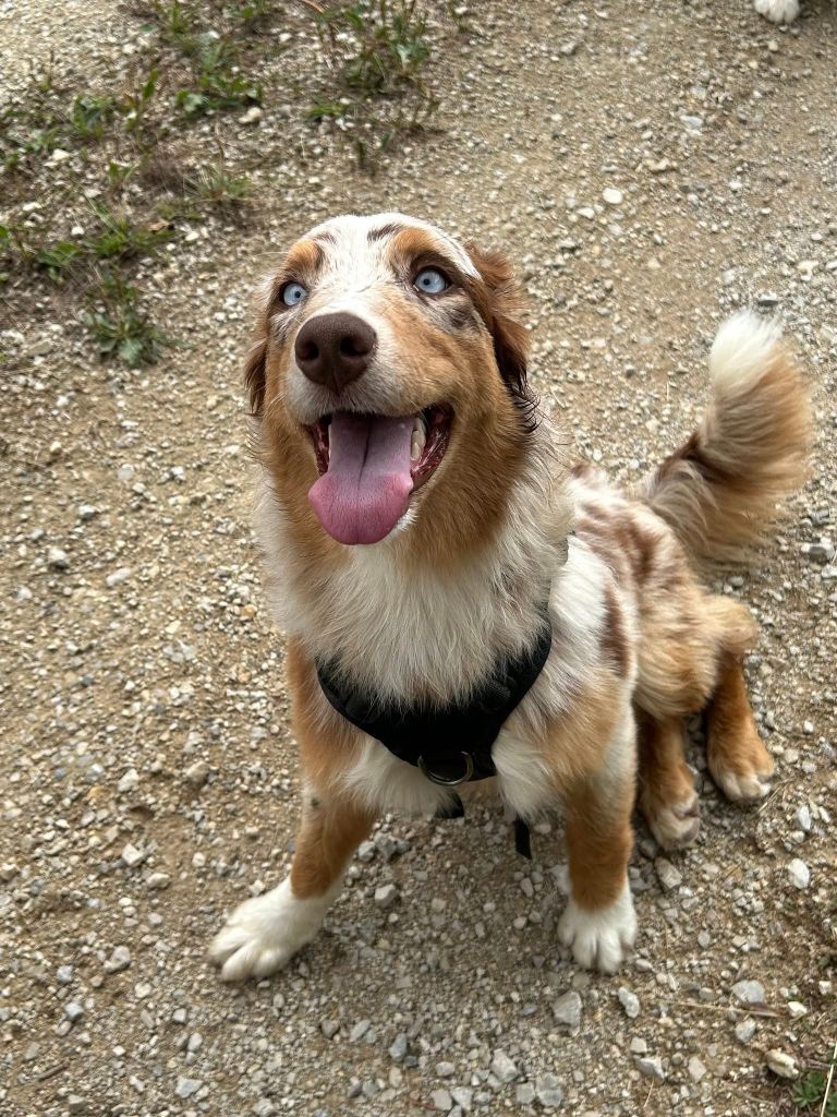 Sienne Des Highlands Du Sud