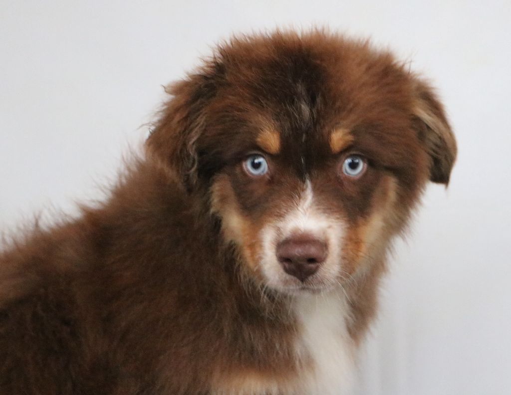 Seïko Des Highlands Du Sud