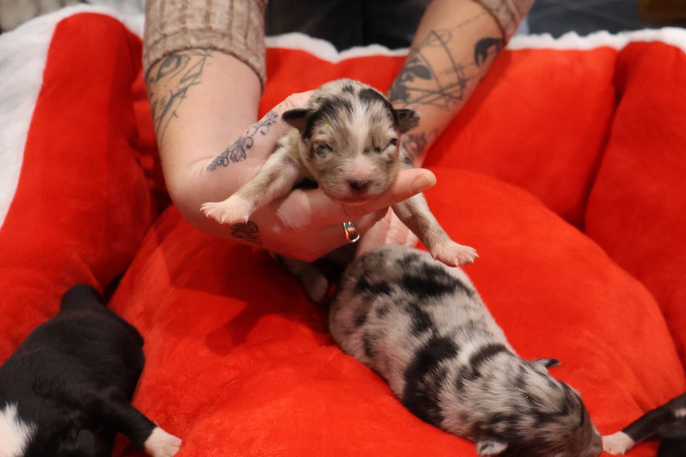 CHIOT 3 - Berger Australien