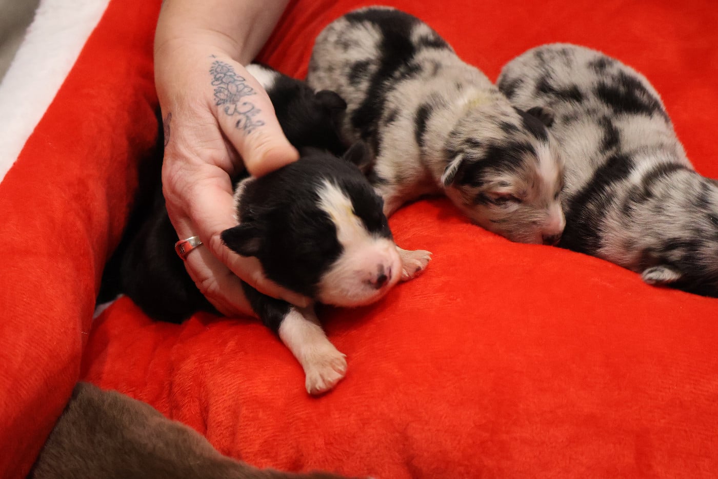 CHIOT 2 - Berger Australien