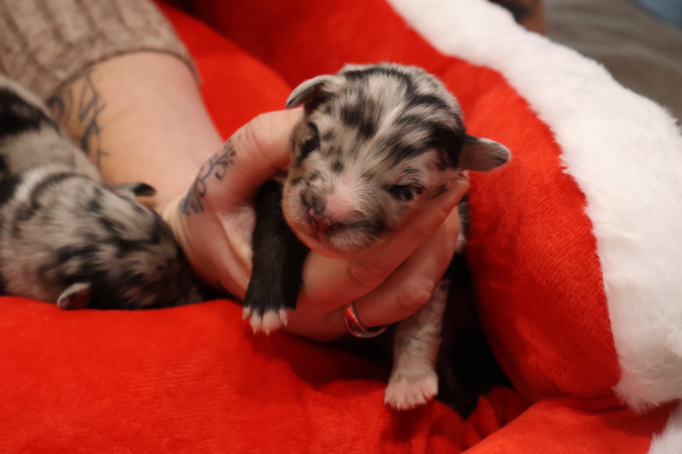 CHIOT 4 - Berger Australien