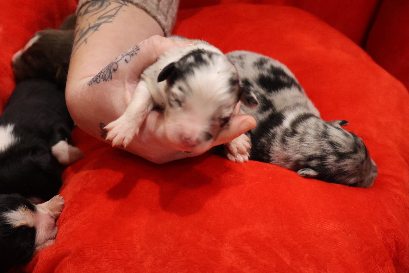 CHIOT 5 - Berger Australien