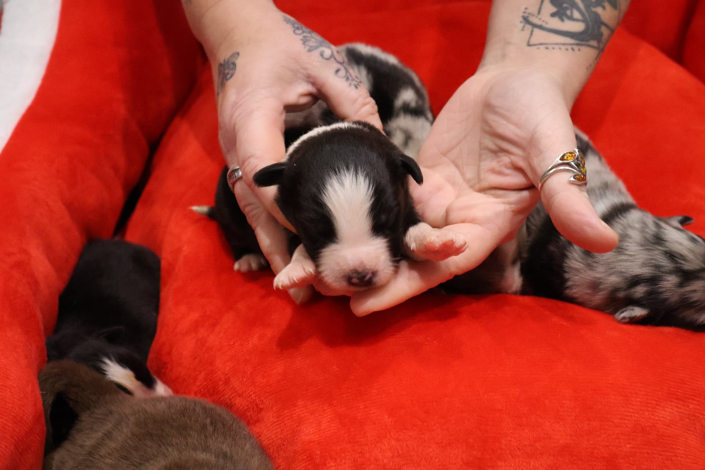 CHIOT 6 - Berger Australien