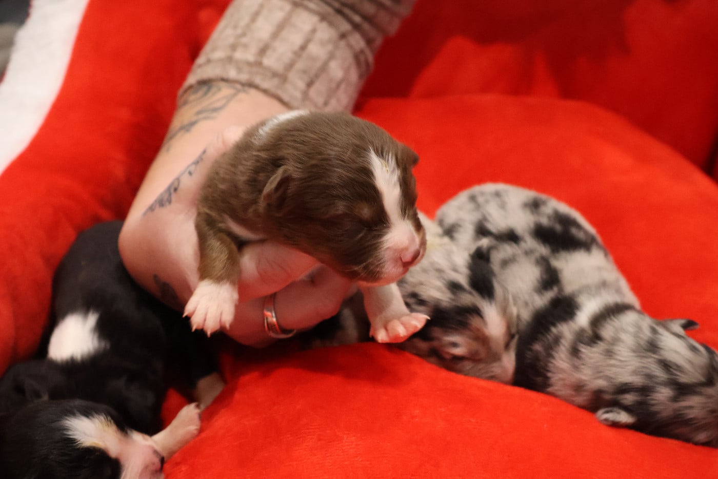 CHIOT 7 - Berger Australien