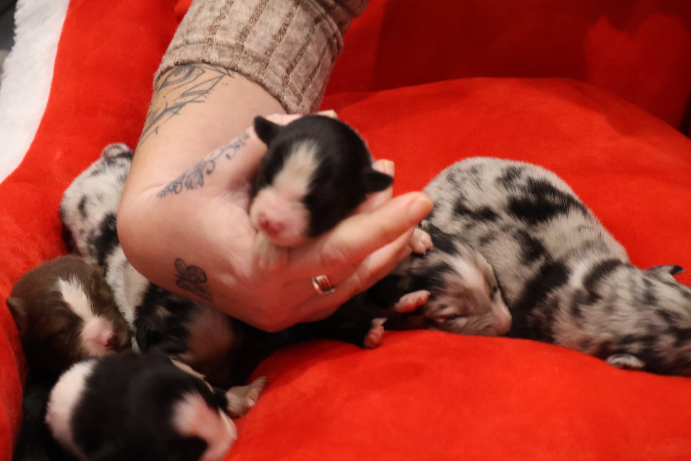 CHIOT 8 - Berger Australien