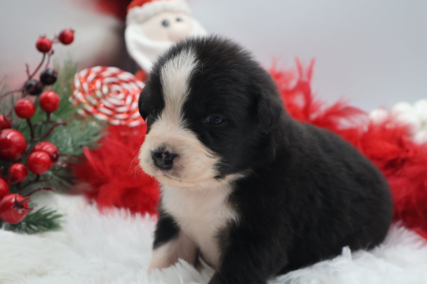 Berger Australien - Des Highlands Du Sud