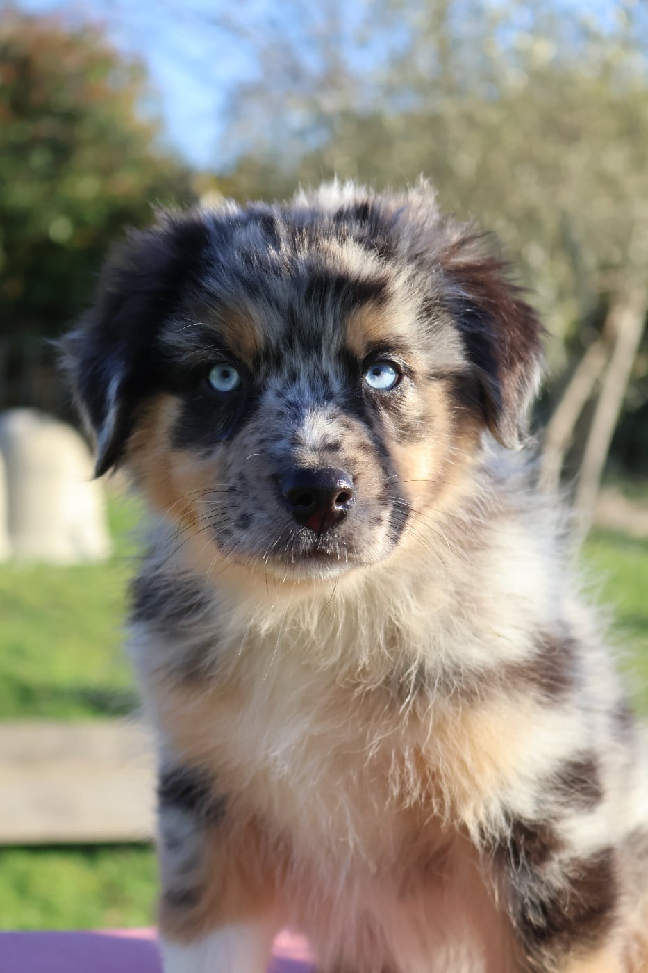 Berger Australien - Des Highlands Du Sud