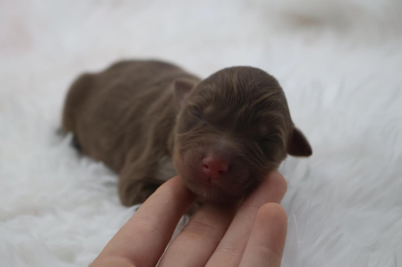 Chiot N°2