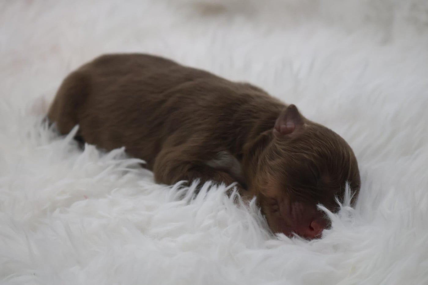 Chiot N°2