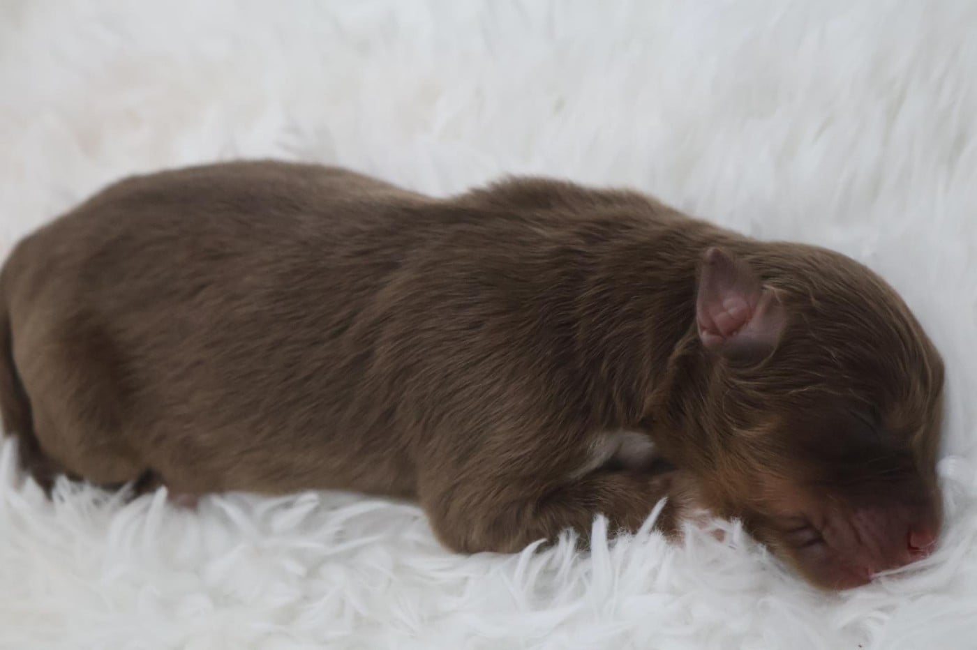Chiot N°2