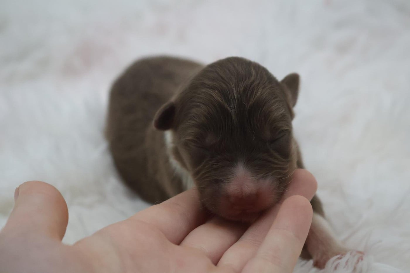 Chiot N°1