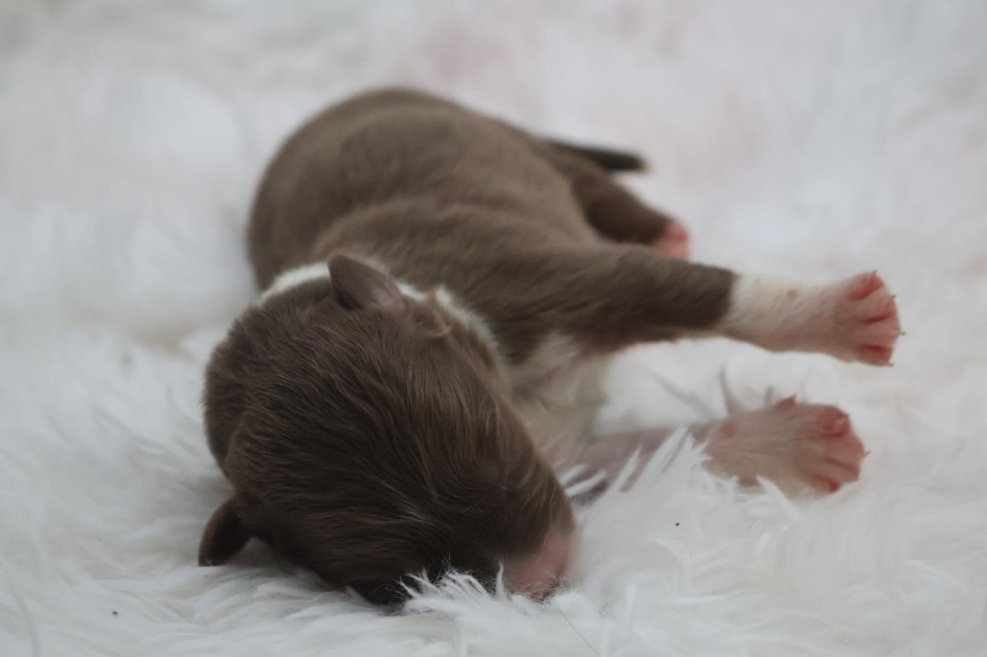 Chiot N°1