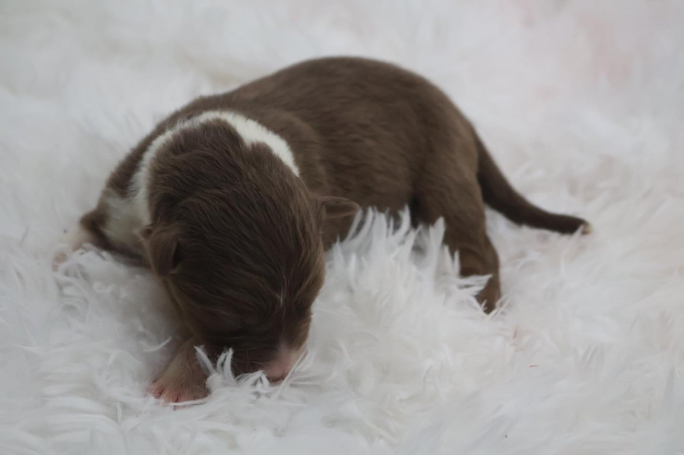Chiot N°1