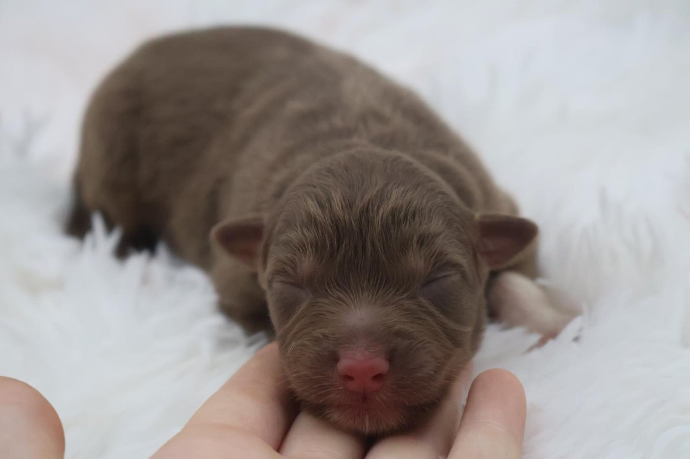 Chiot N°9