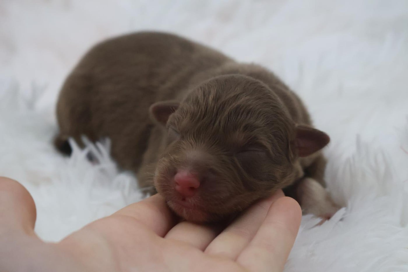 Chiot N°9
