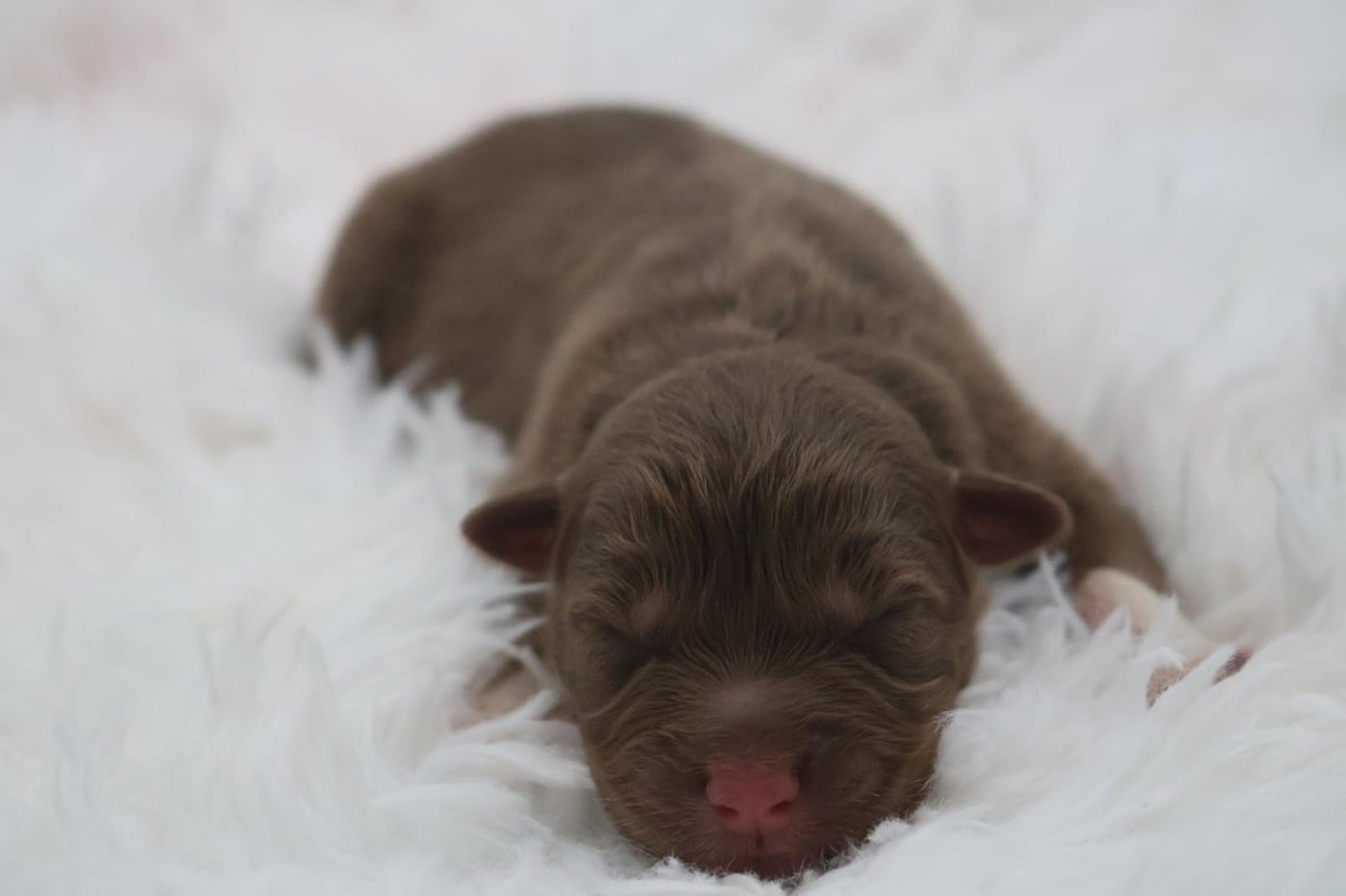 Chiot N°9