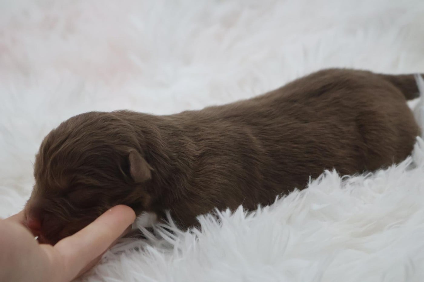 Chiot N°9