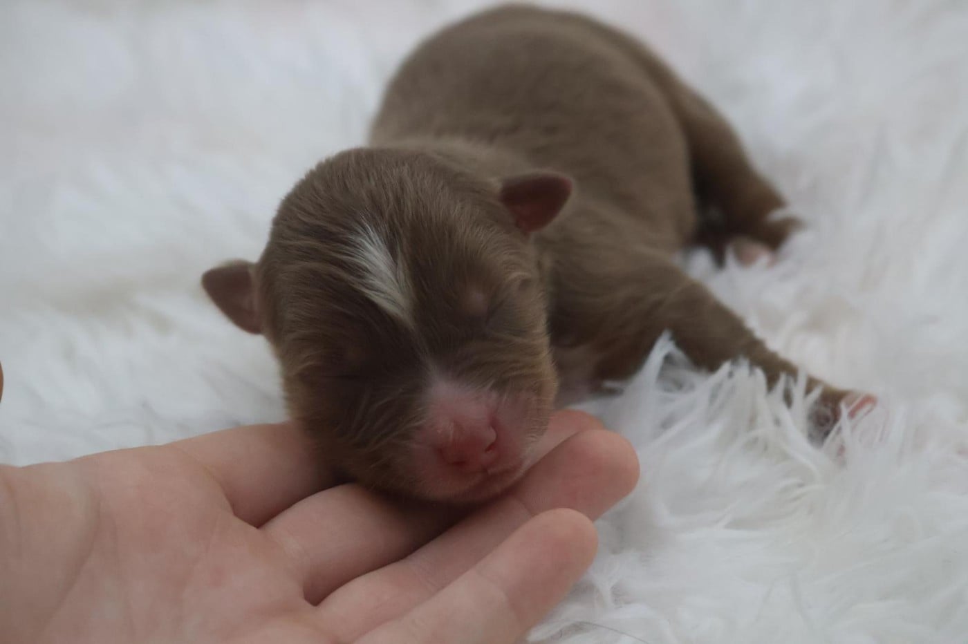 Chiot N°8