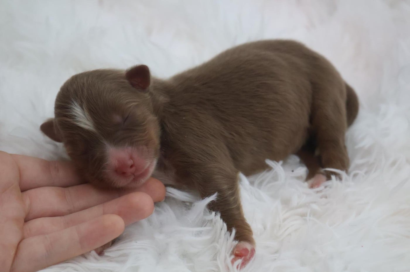 Chiot N°8