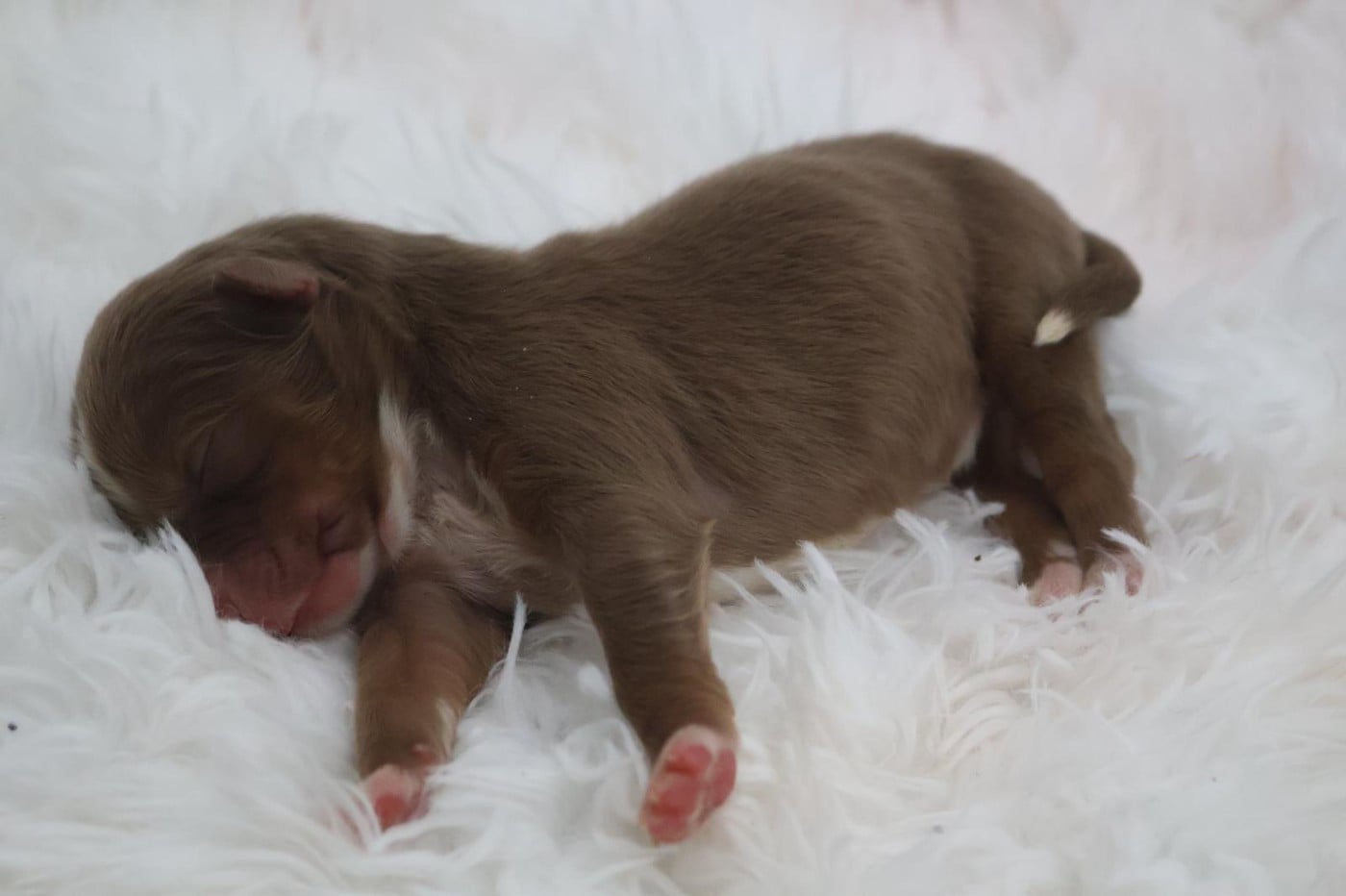 Chiot N°8