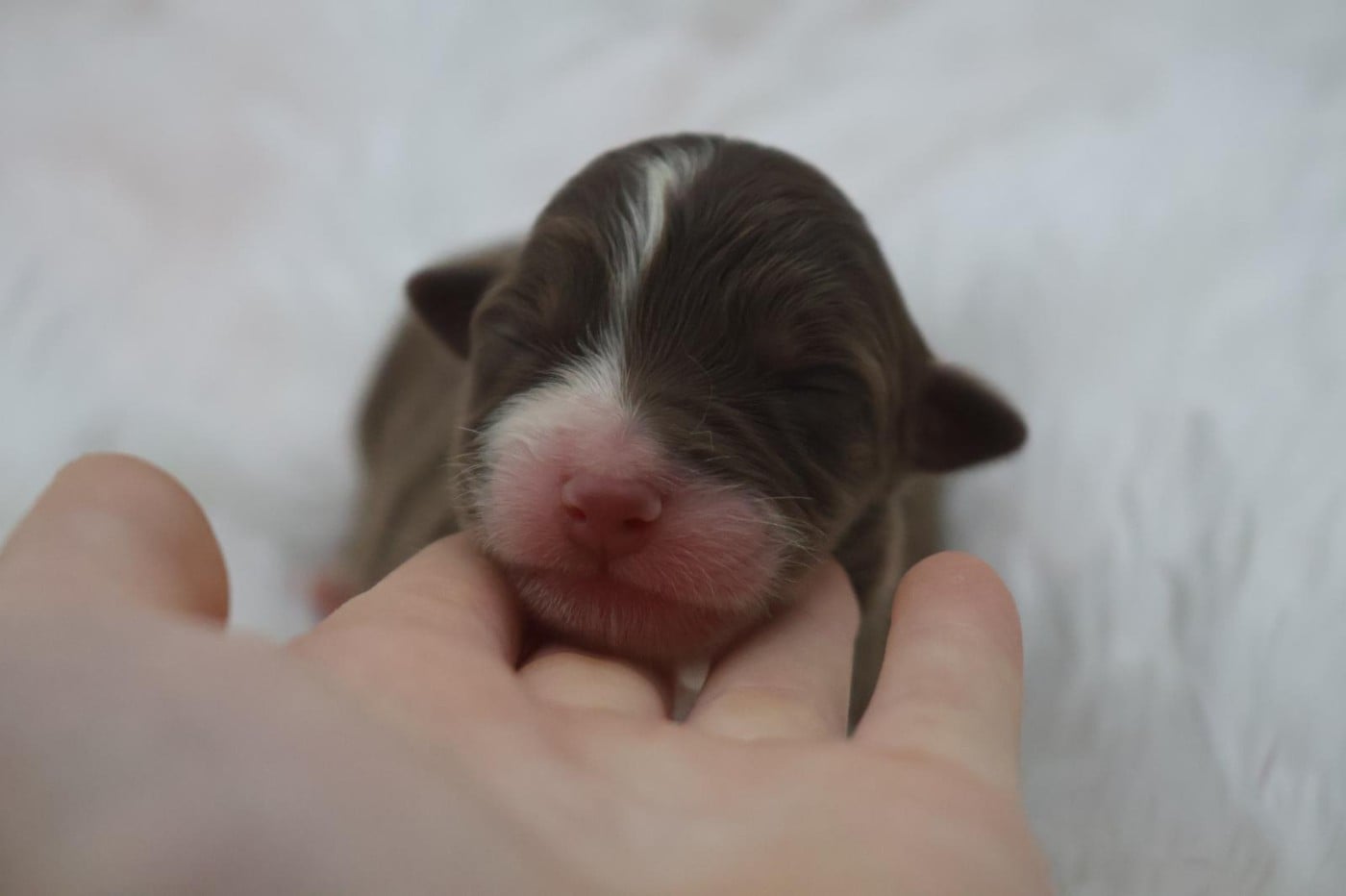 Chiot N°3