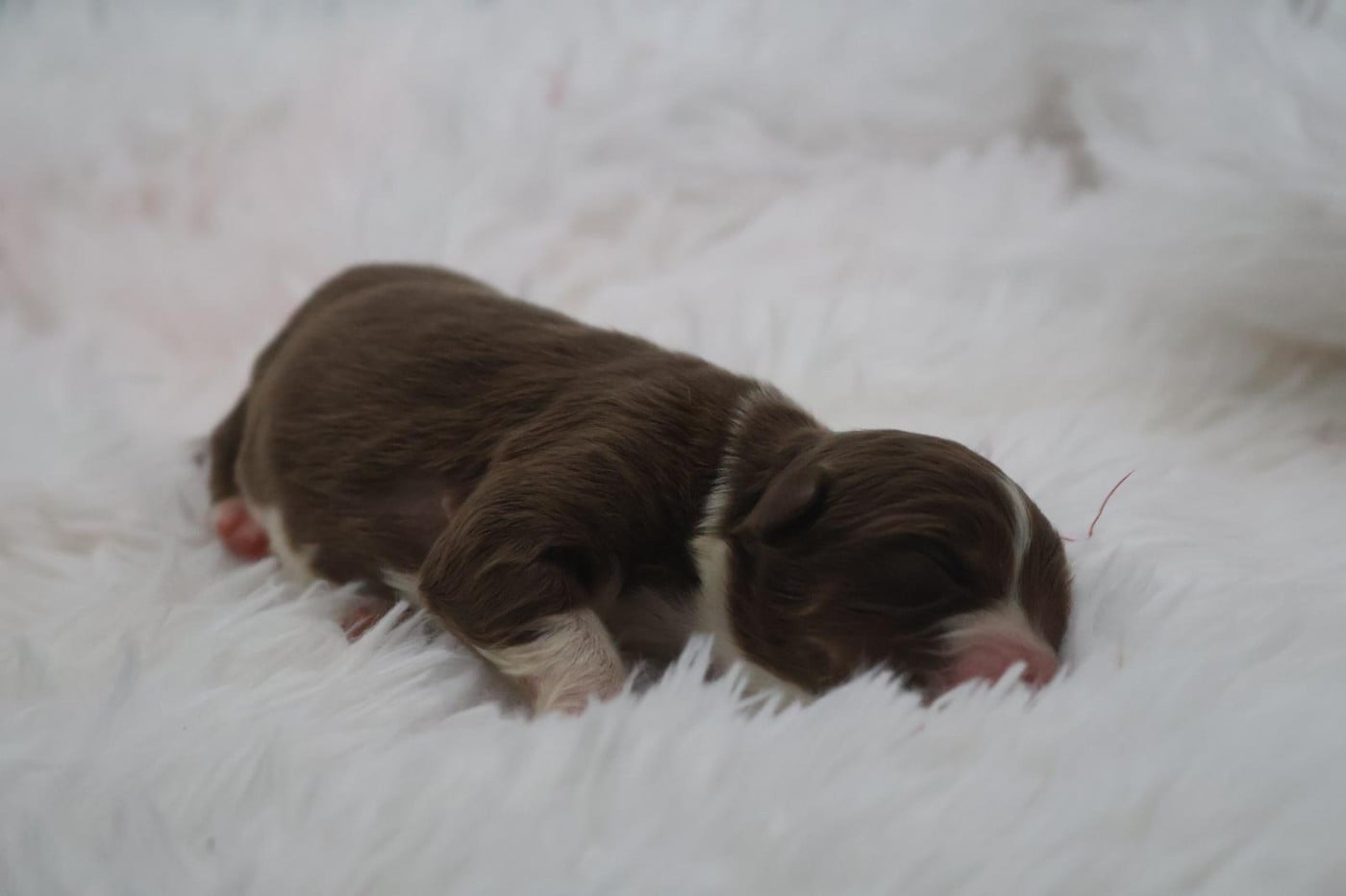 Chiot N°3