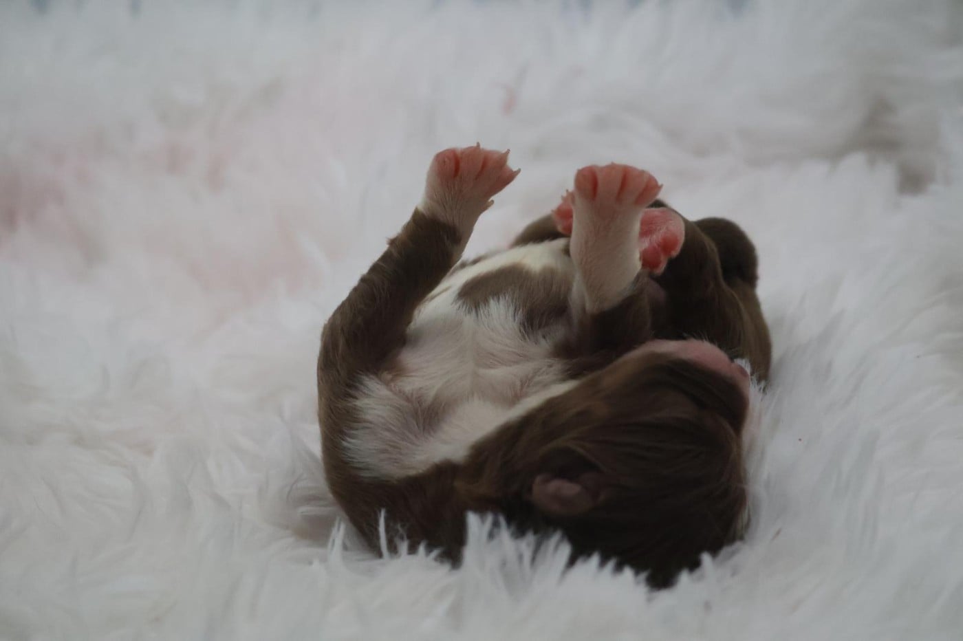 Chiot N°3